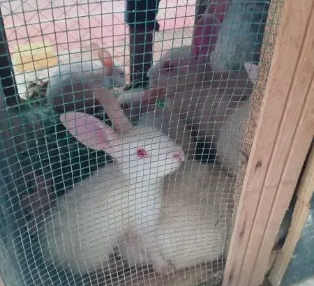 Red eyes pure white Rabbits breeder female with bu