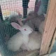 Red eyes pure white Rabbits breeder female with bu