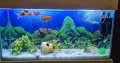 Fish Aquarium Best for hotels and house