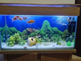 Fish Aquarium Best for hotels and house