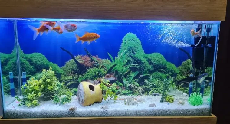 Fish Aquarium Best for hotels and house