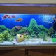 Fish Aquarium Best for hotels and house