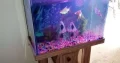 COMPLETE AQUARIUM WITH ACCESSORIES AND FISHES URGE