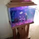 COMPLETE AQUARIUM WITH ACCESSORIES AND FISHES URGE