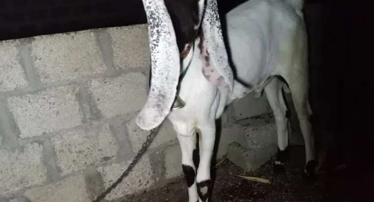 kamori or gulabi cross bakra