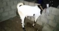 kamori or gulabi cross bakra