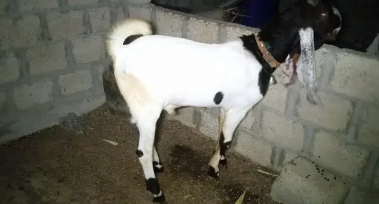 kamori or gulabi cross bakra