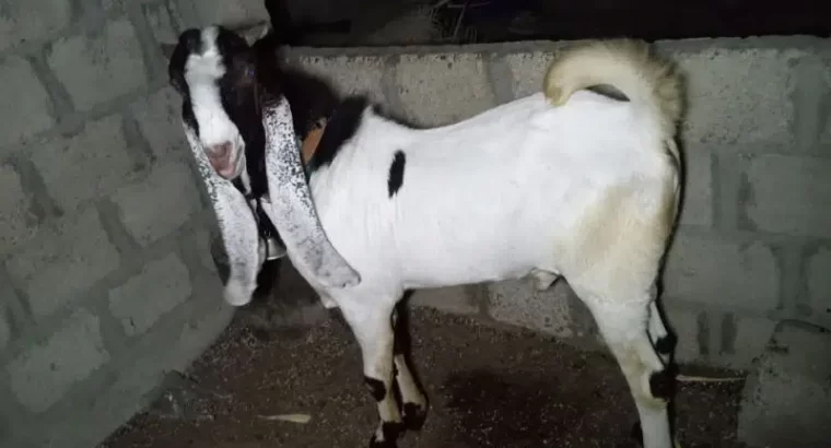 kamori or gulabi cross bakra