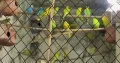 Australiyan parrots All sale 50 se opr han