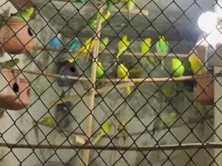 Australiyan parrots All sale 50 se opr han