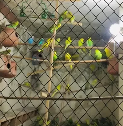 Australiyan parrots All sale 50 se opr han