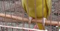 Yellow Parrot For Sale