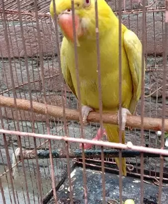 Yellow Parrot For Sale