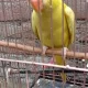 Yellow Parrot For Sale