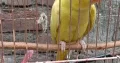 Yellow Parrot For Sale