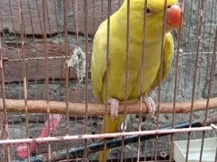 Yellow Parrot For Sale