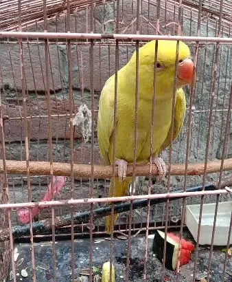 Yellow Parrot For Sale