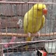 Yellow Parrot For Sale