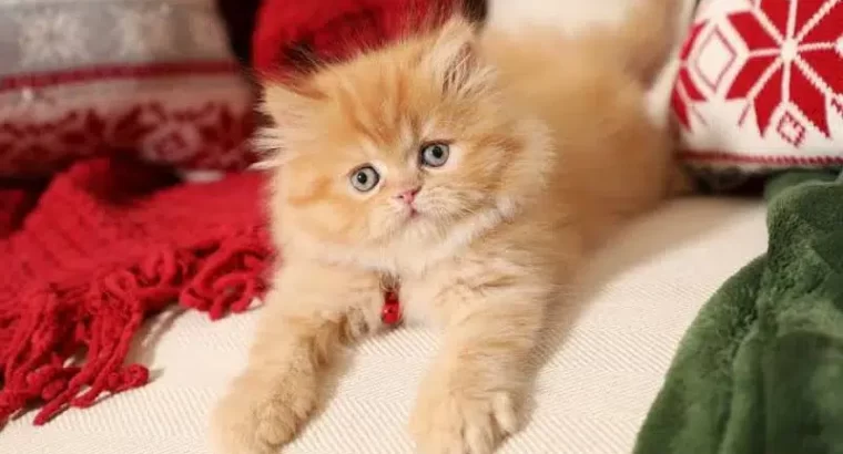 persian kittens