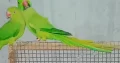 Ringnick Parrot Breedar pair