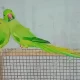 Ringnick Parrot Breedar pair