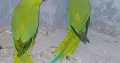 Ringnick Parrot Breedar pair