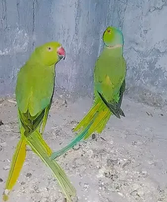 Ringnick Parrot Breedar pair