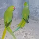 Ringnick Parrot Breedar pair