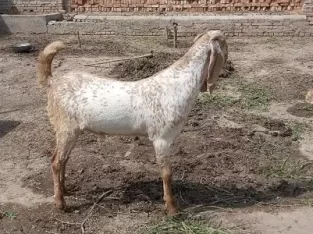 desi Bakra Makkhi China WhatsApp0327,87,27,468