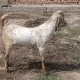 desi Bakra Makkhi China WhatsApp0327,87,27,468