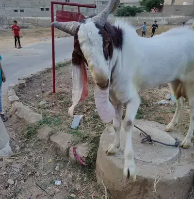 bakra for sell