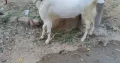 bakra for sell