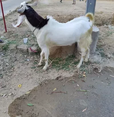 bakra for sell