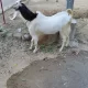 bakra for sell