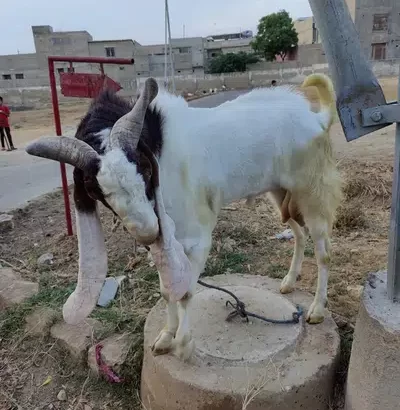 bakra for sell