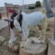 bakra for sell