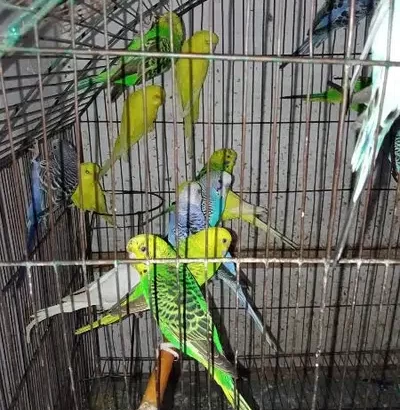 Australian Parrot setup/ Buggies