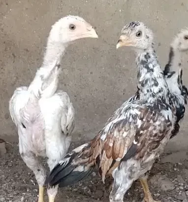 Aseel Murga Murgiya Chicks