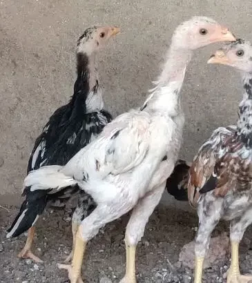 Aseel Murga Murgiya Chicks