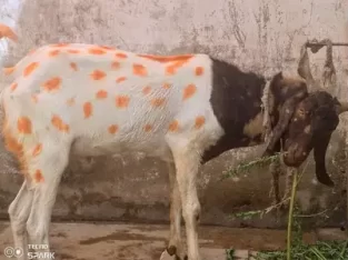 Bakra