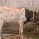 Bakra