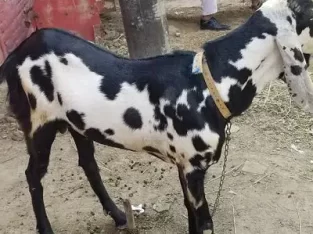 beutifull andi bakra