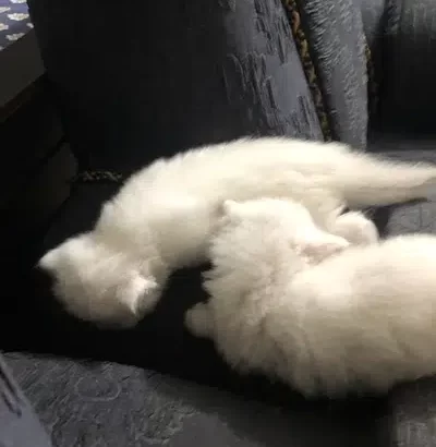 persian kittens 1 month long coat