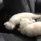 persian kittens 1 month long coat