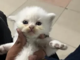 persian kittens 1 month long coat