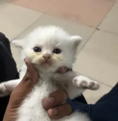 persian kittens 1 month long coat