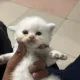 persian kittens 1 month long coat