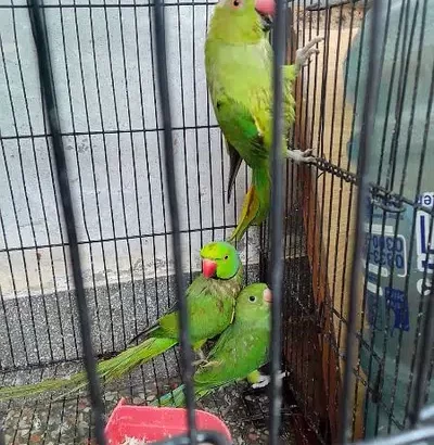 parrot pair with one baby parrot. .