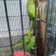 parrot pair with one baby parrot. .