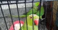 parrot pair with one baby parrot. .